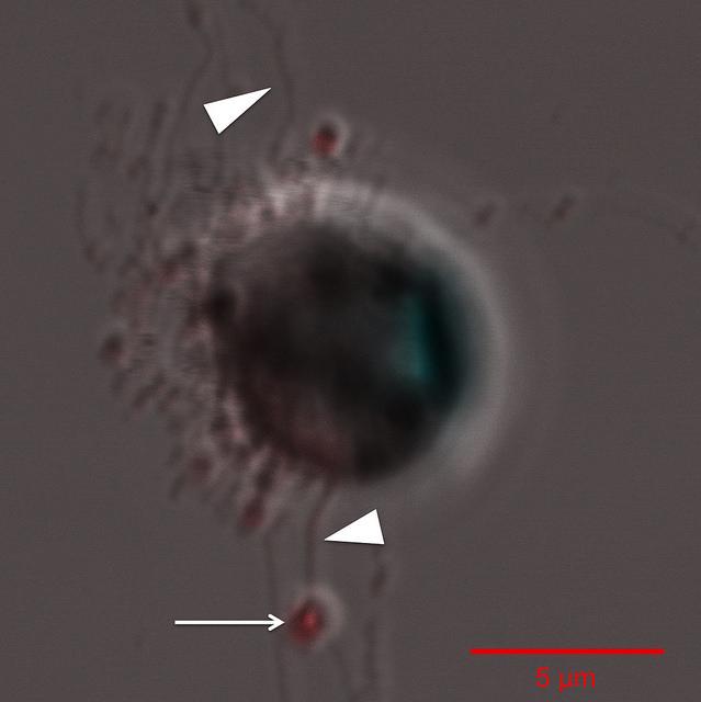 picture of diatom mating with one another