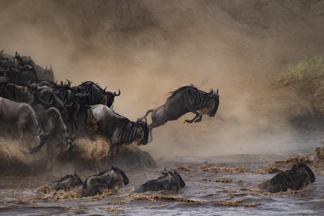 Wildebeast heard crosses the Mara River in Kenya