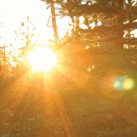 Sunset peering through trees