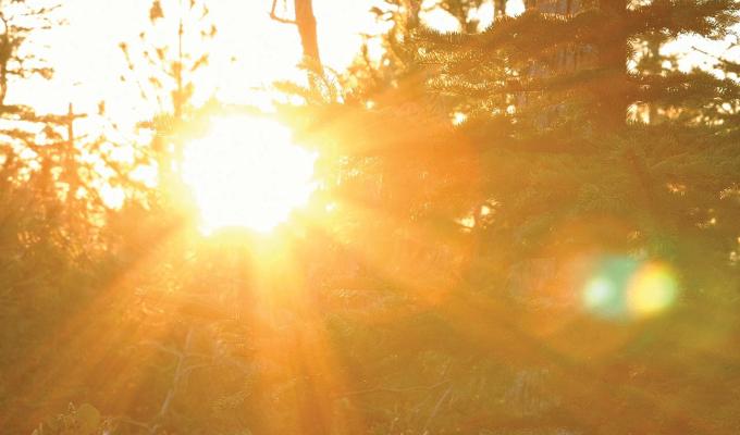 Sunset peering through trees